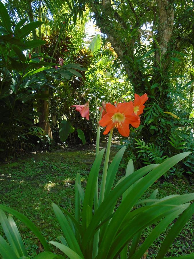 J&H Garden Cabinas Bocas del Toro Buitenkant foto